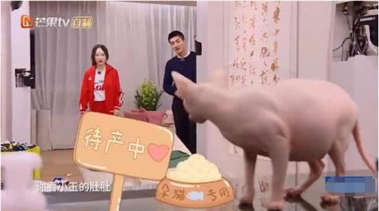 霍思燕现在都当太姥姥了！《妈超》时她家猫下崽，如今崽又生崽啦