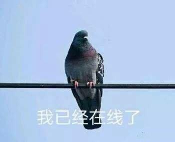 搞笑图片：鸽子表情包|我已经在线上了