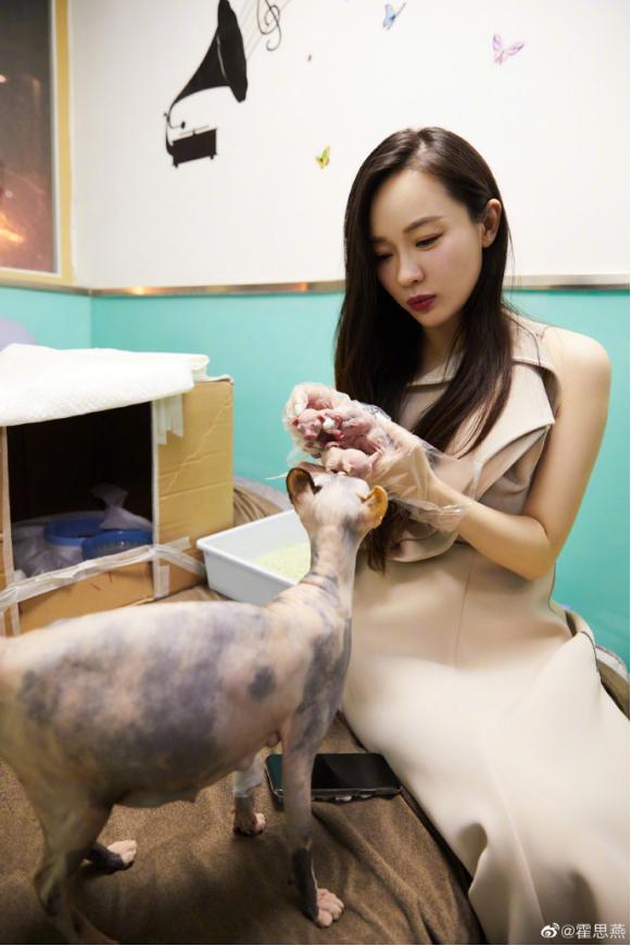 霍思燕现在都当太姥姥了！《妈超》时她家猫下崽，如今崽又生崽啦
