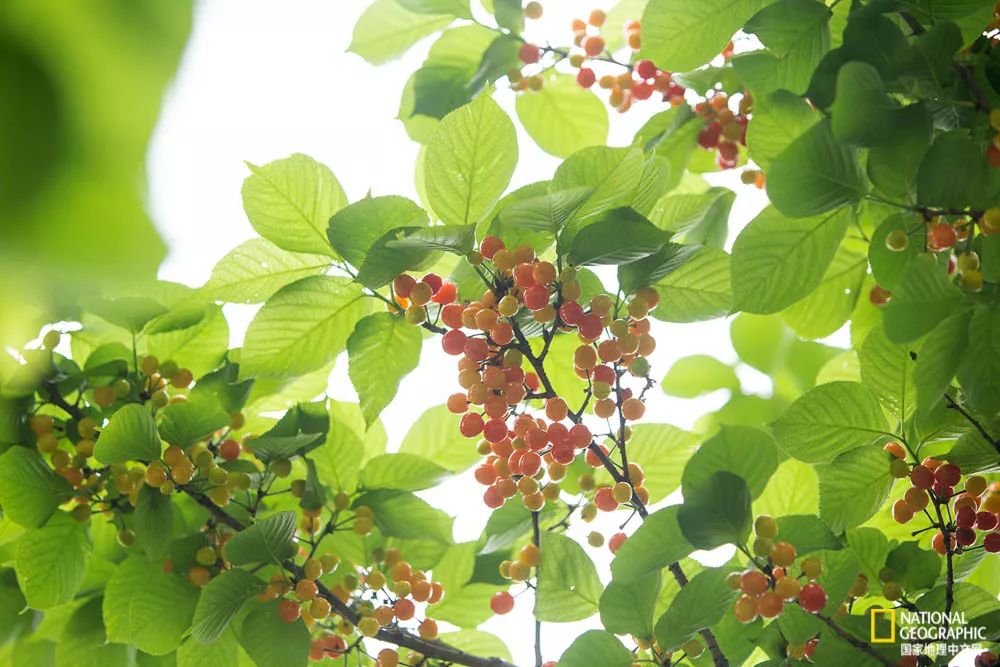 五月，沉醉在初夏的南京