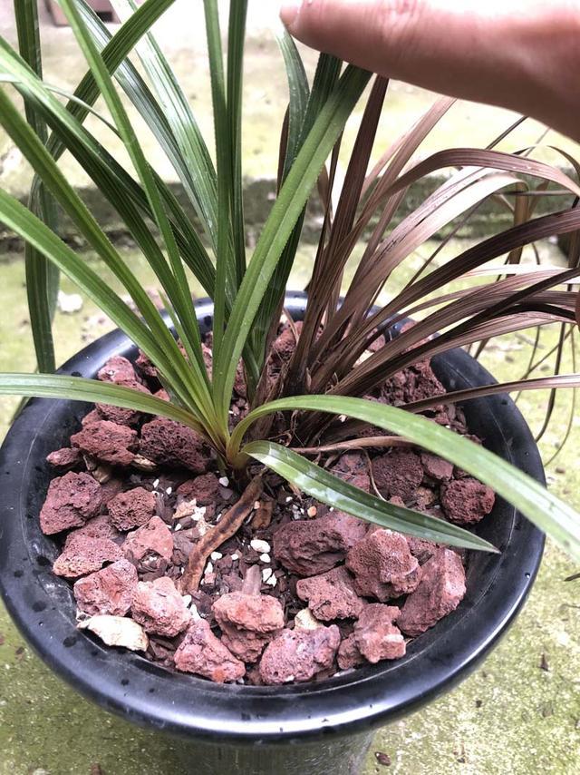 兰花茎腐病，实物解析，识别篇，简单易懂