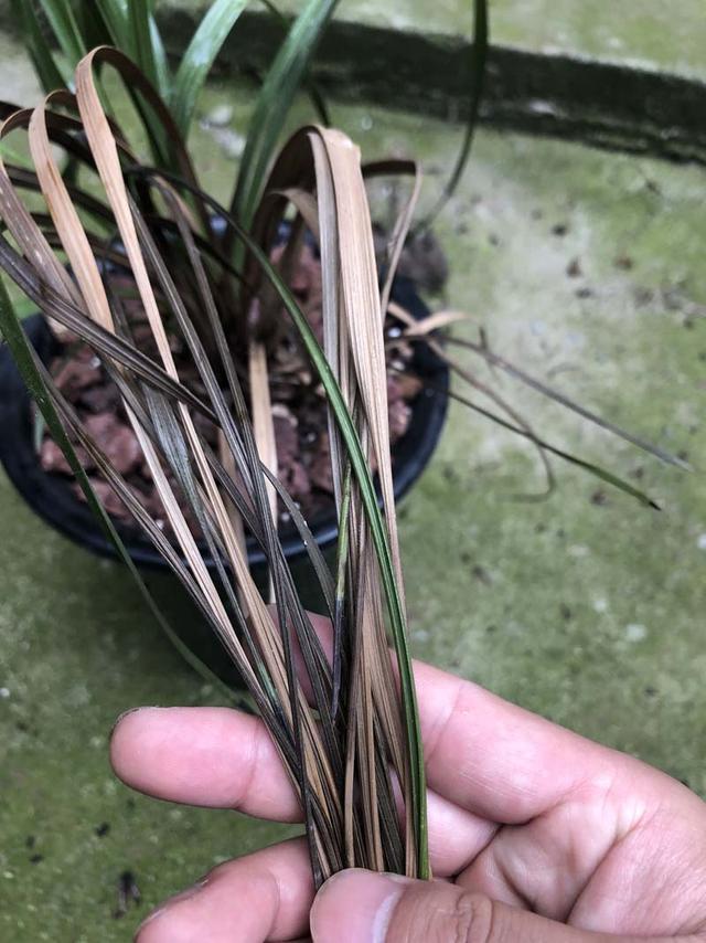 兰花茎腐病，实物解析，识别篇，简单易懂