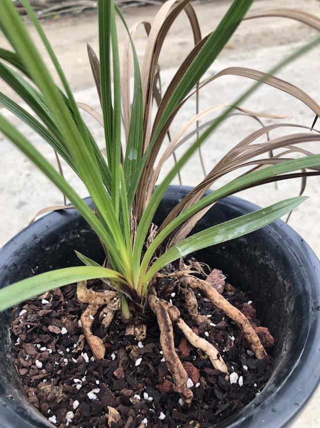 兰花茎腐病，实物解析，识别篇，简单易懂