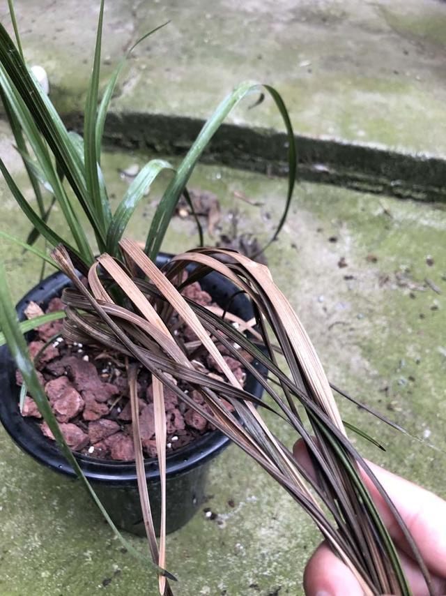 兰花茎腐病，实物解析，识别篇，简单易懂