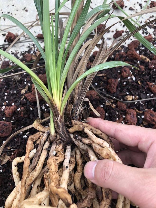 兰花茎腐病，实物解析，识别篇，简单易懂