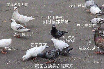 搞笑图片：鸽子表情包|我已经在线上了