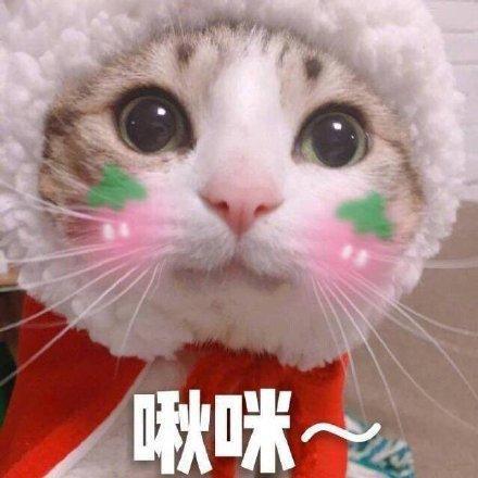 搞笑图片:可爱猫咪的表情包|我的悲伤大概有这么大