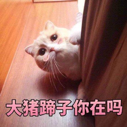 来源:快乐麻花 查看大图 分享 新浪  猫星人搞笑 猫表情包 搞笑猫咪