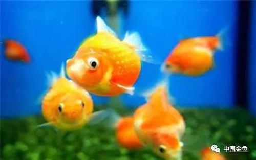 夏天来了，必须要知道的给鱼缸降温的15个绝招！