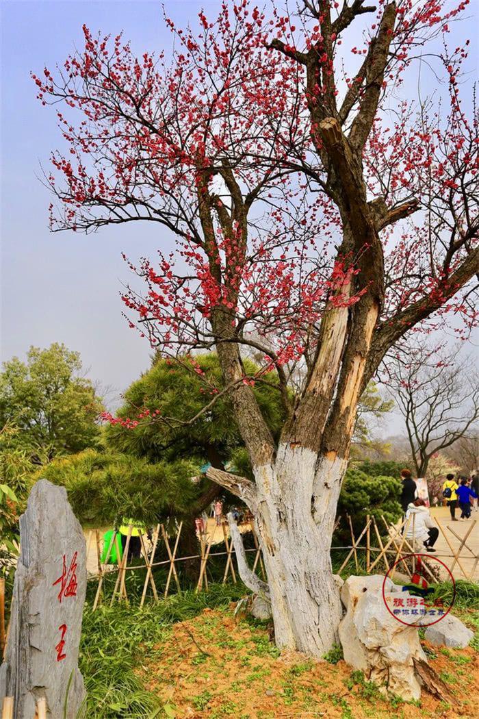 中国四大梅园之首,漂亮的南京梅花山,南京人游玩必去的景点 中国四大梅园之首,漂亮的南京梅花山,南京人游玩必去的景点