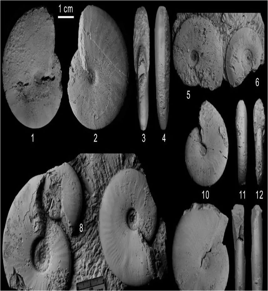 最大的一次生物大灭绝,种级灭绝率可能达到了95% 最大的一次生物大灭绝,种级灭绝率可能达到了95%
