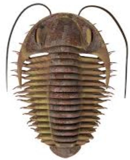 最大的一次生物大灭绝,种级灭绝率可能达到了95% 最大的一次生物大灭绝,种级灭绝率可能达到了95%