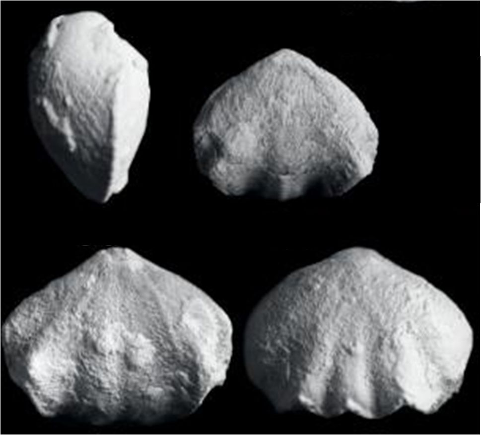 最大的一次生物大灭绝,种级灭绝率可能达到了95% 最大的一次生物大灭绝,种级灭绝率可能达到了95%