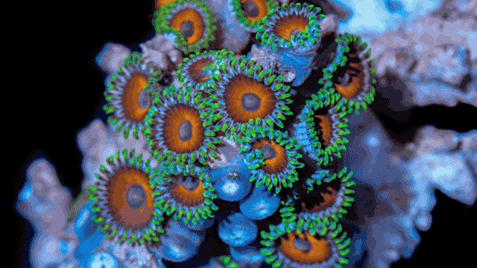 最大的一次生物大灭绝,种级灭绝率可能达到了95% 最大的一次生物大灭绝,种级灭绝率可能达到了95%