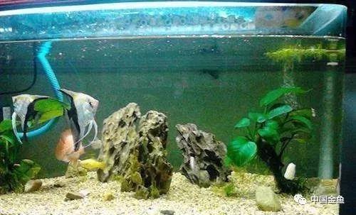 夏天来了，必须要知道的给鱼缸降温的15个绝招！