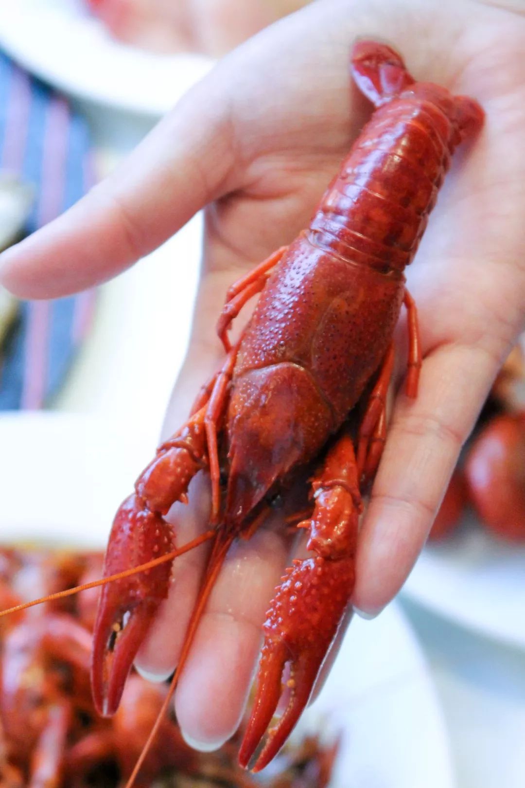 ¥188/位 “露天烧烤 小龙虾”双主题！花园式酒店放大招，6种口味小龙虾轮番刷，青啤、哈根达斯不限量！