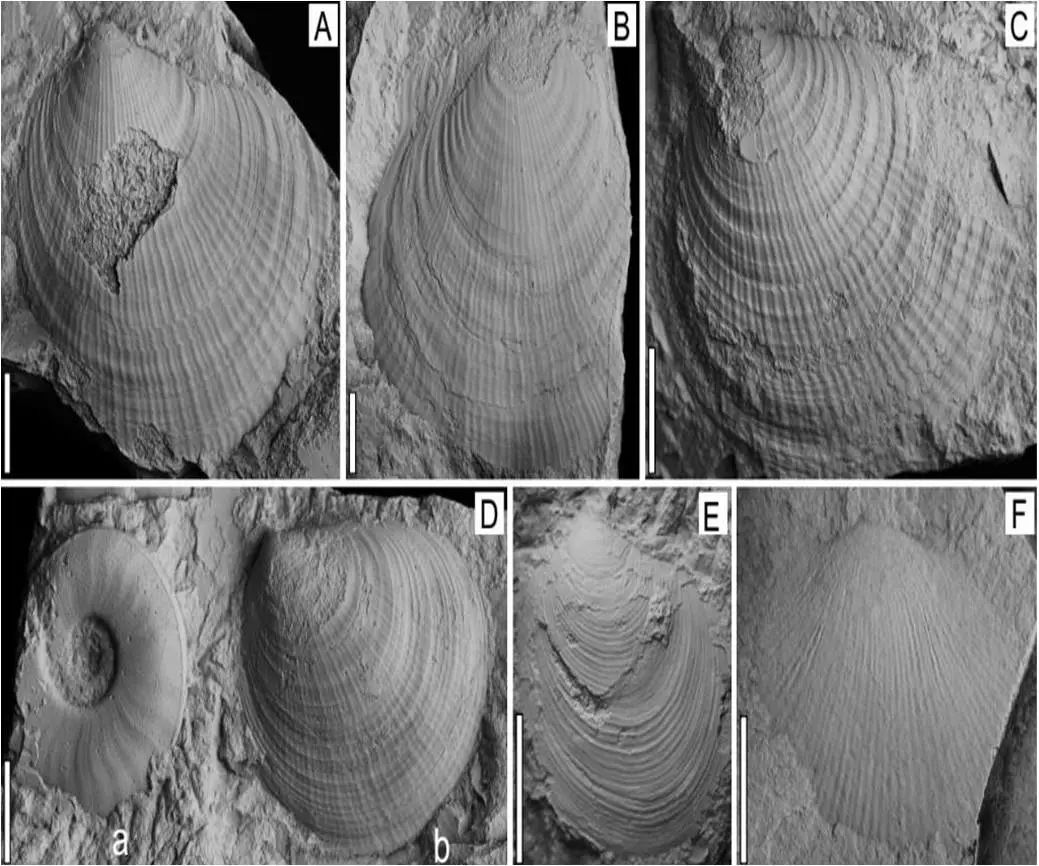 最大的一次生物大灭绝,种级灭绝率可能达到了95% 最大的一次生物大灭绝,种级灭绝率可能达到了95%