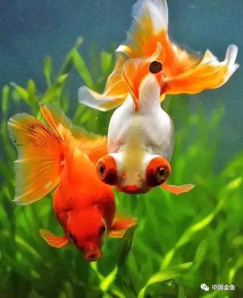 夏天来了，必须要知道的给鱼缸降温的15个绝招！