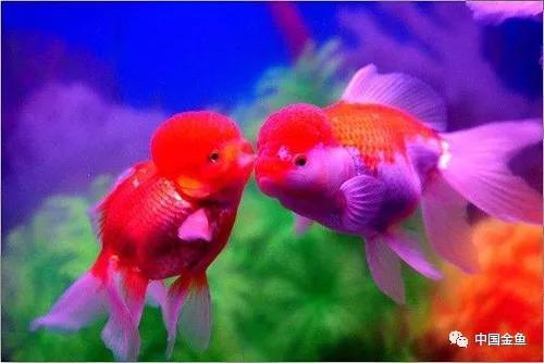 夏天来了，必须要知道的给鱼缸降温的15个绝招！