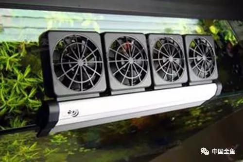 夏天来了，必须要知道的给鱼缸降温的15个绝招！