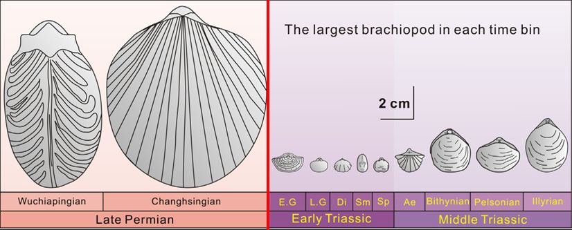 最大的一次生物大灭绝,种级灭绝率可能达到了95% 最大的一次生物大灭绝,种级灭绝率可能达到了95%