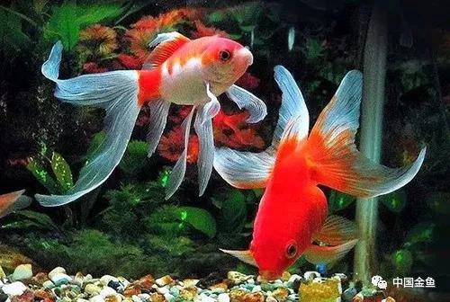 夏天来了，必须要知道的给鱼缸降温的15个绝招！