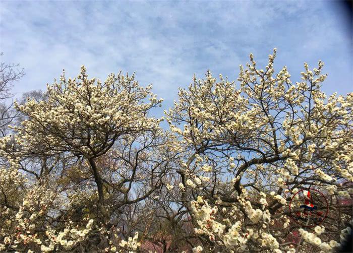 中国四大梅园之首,漂亮的南京梅花山,南京人游玩必去的景点 中国四大梅园之首,漂亮的南京梅花山,南京人游玩必去的景点