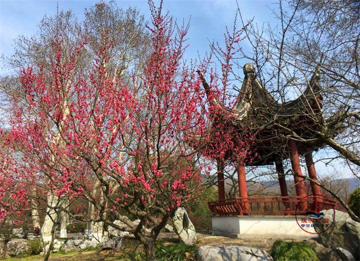 中国四大梅园之首,漂亮的南京梅花山,南京人游玩必去的景点 中国四大梅园之首,漂亮的南京梅花山,南京人游玩必去的景点