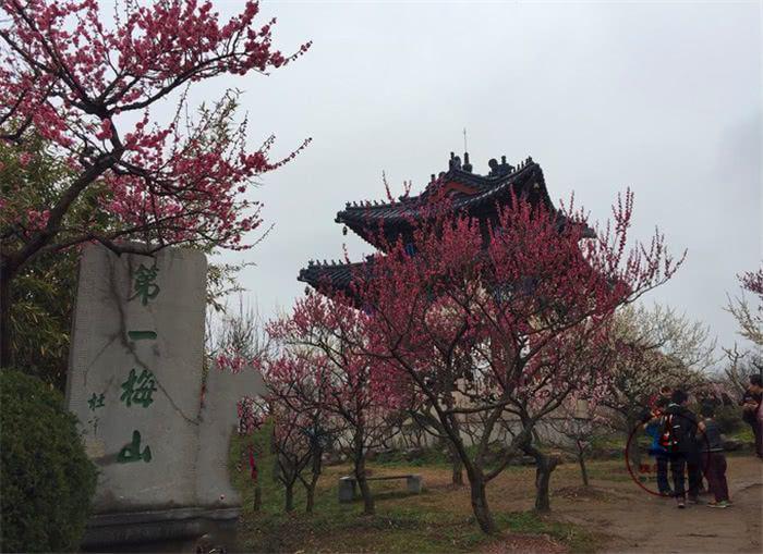 中国四大梅园之首,漂亮的南京梅花山,南京人游玩必去的景点 中国四大梅园之首,漂亮的南京梅花山,南京人游玩必去的景点