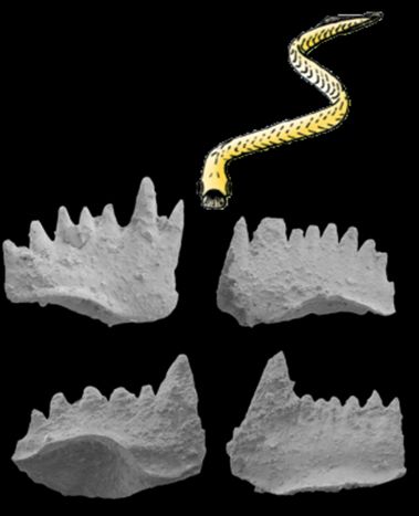 最大的一次生物大灭绝,种级灭绝率可能达到了95% 最大的一次生物大灭绝,种级灭绝率可能达到了95%