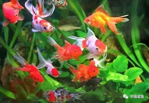 夏天来了，必须要知道的给鱼缸降温的15个绝招！