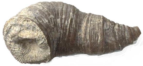 最大的一次生物大灭绝,种级灭绝率可能达到了95% 最大的一次生物大灭绝,种级灭绝率可能达到了95%