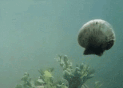 最大的一次生物大灭绝,种级灭绝率可能达到了95% 最大的一次生物大灭绝,种级灭绝率可能达到了95%