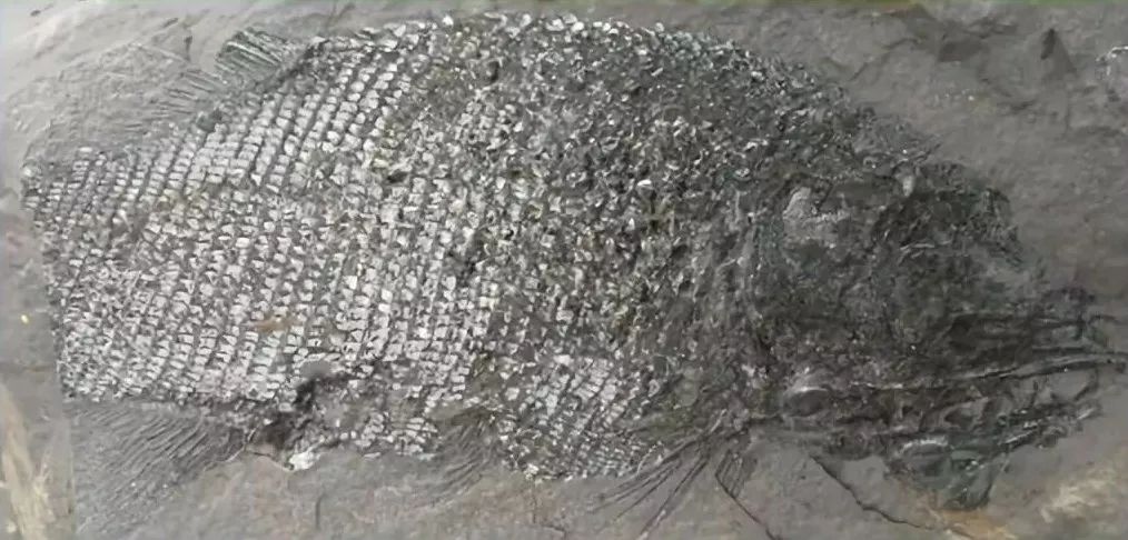 最大的一次生物大灭绝,种级灭绝率可能达到了95% 最大的一次生物大灭绝,种级灭绝率可能达到了95%