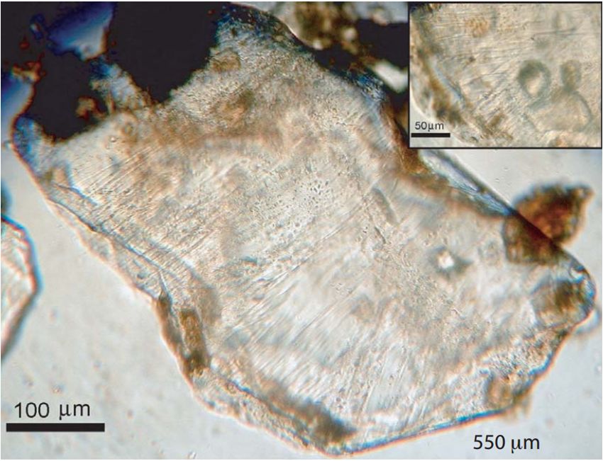 最大的一次生物大灭绝,种级灭绝率可能达到了95% 最大的一次生物大灭绝,种级灭绝率可能达到了95%