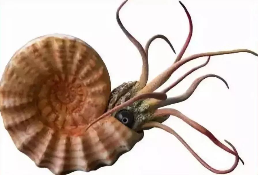 最大的一次生物大灭绝,种级灭绝率可能达到了95% 最大的一次生物大灭绝,种级灭绝率可能达到了95%