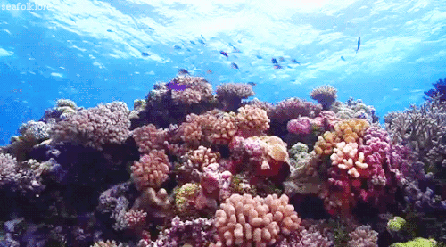 最大的一次生物大灭绝,种级灭绝率可能达到了95% 最大的一次生物大灭绝,种级灭绝率可能达到了95%