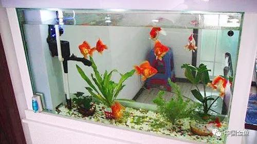 夏天来了，必须要知道的给鱼缸降温的15个绝招！