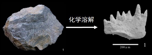 最大的一次生物大灭绝,种级灭绝率可能达到了95% 最大的一次生物大灭绝,种级灭绝率可能达到了95%