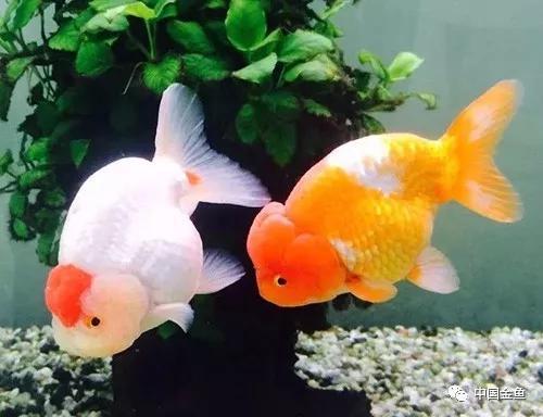 夏天来了，必须要知道的给鱼缸降温的15个绝招！