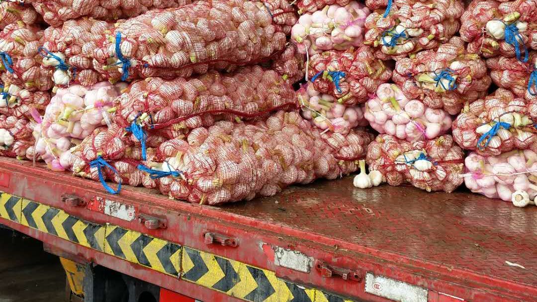 哪里的大蒜口感最好 79d7-hxhyium9044131.jpg