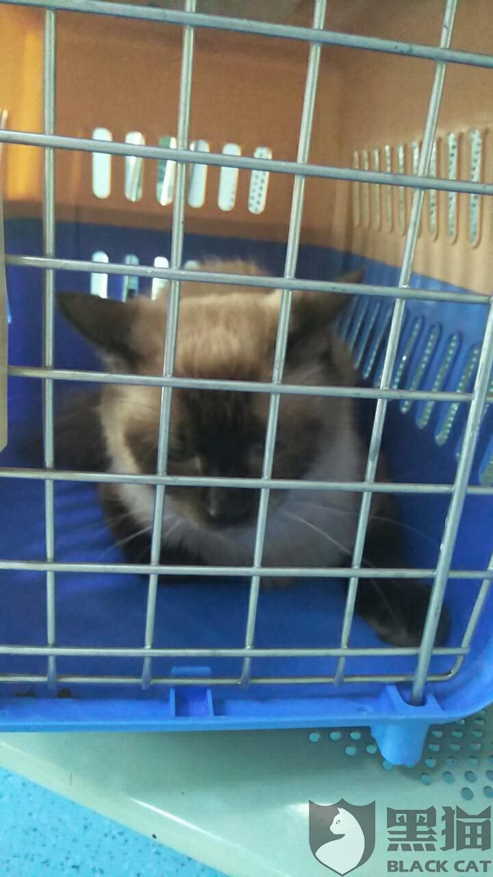 黑猫投诉在闲鱼上购买怀孕的布偶猫医院确认没有怀孕