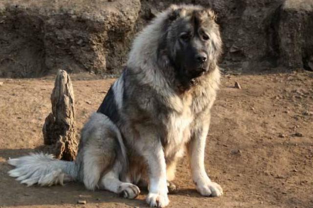 能匹敌虎狼的5种猛犬，尤其是第五种，五分钟能咬死一只藏獒