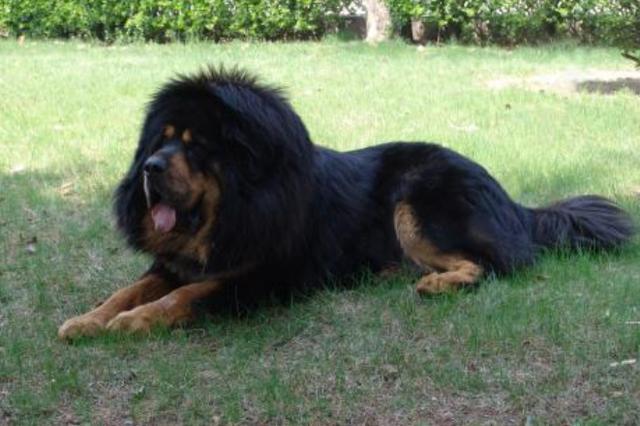 能匹敌虎狼的5种猛犬，尤其是第五种，五分钟能咬死一只藏獒
