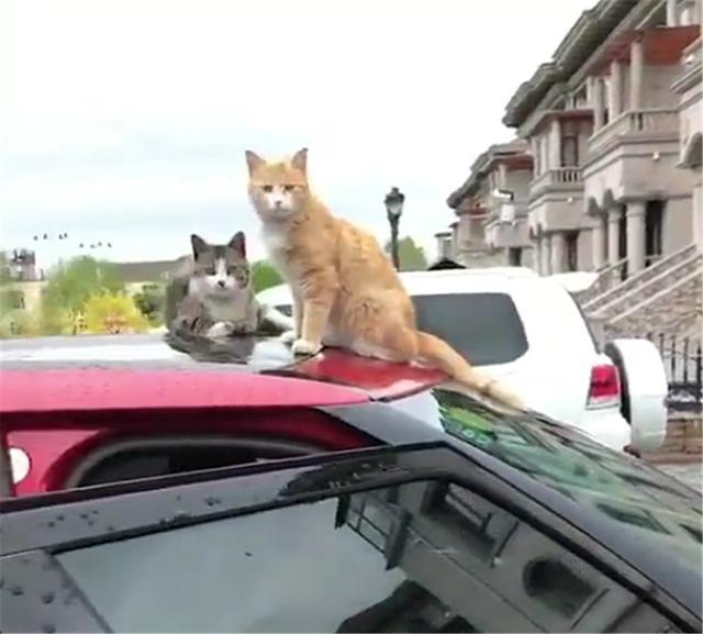 猫罐头品牌排行_买的猫罐头,发现上面的猫和家里猫非常的像,猫都懵了!