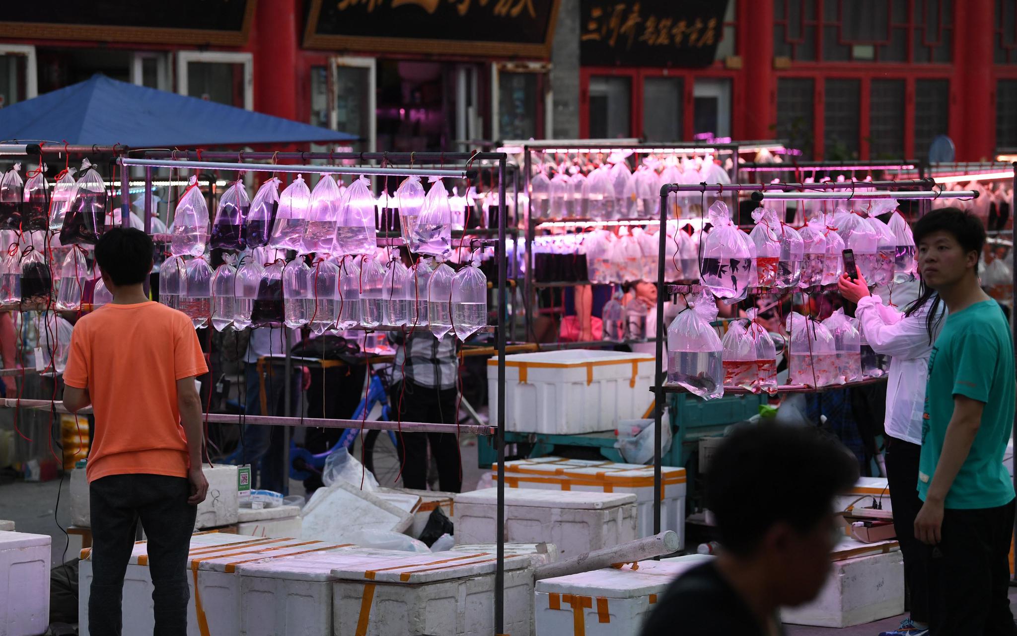 现场丨探访高碑店鱼市从下午开始卖到深夜