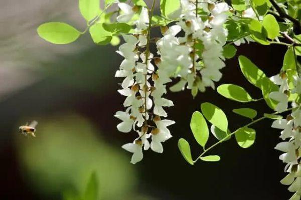 它是乳腺增生的“克星”,女性常吃,疏散结节,增生溜走了