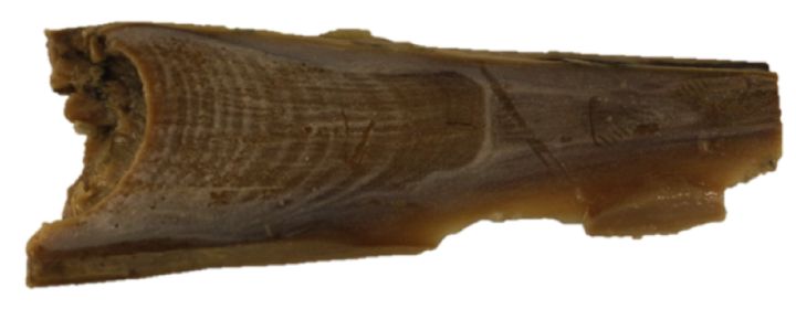 鲸跃汽车_太平洋号_太平洋汽车