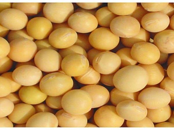 它是乳腺增生的“克星”,女性常吃,疏散结节,增生溜走了
