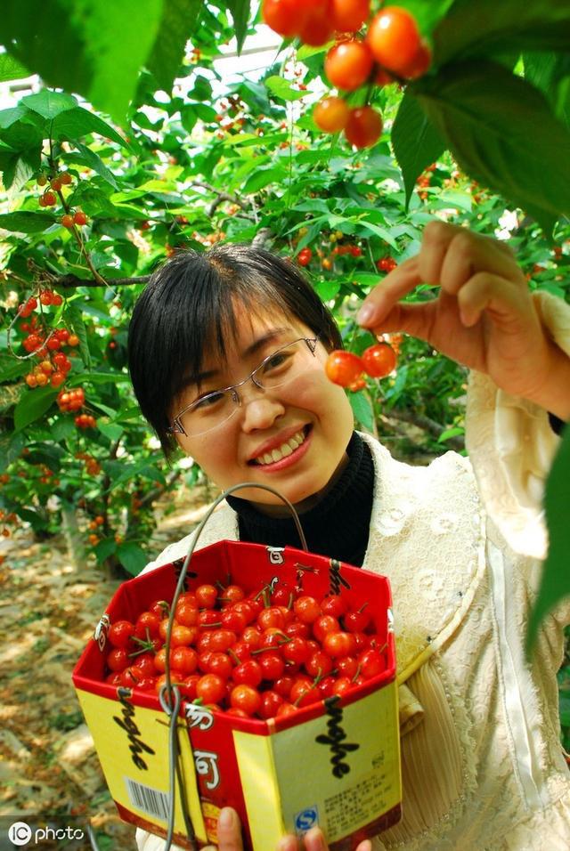 樱桃好种，果难摘，农民该如何采摘樱桃呢？樱桃的采摘技巧